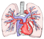 Heart -cancer -treatment -israel